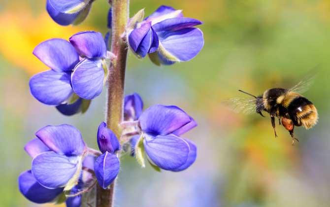 怎樣招蜜蜂方法最快(怎么找蜜蜂) 怎樣招蜜蜂方法最快(怎么找蜜蜂)