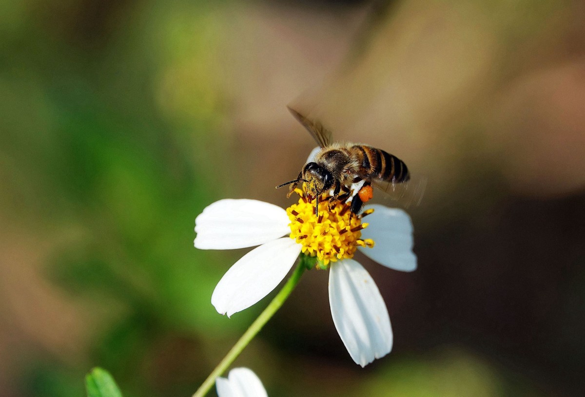蜜蜂養(yǎng)殖實用技術(shù)