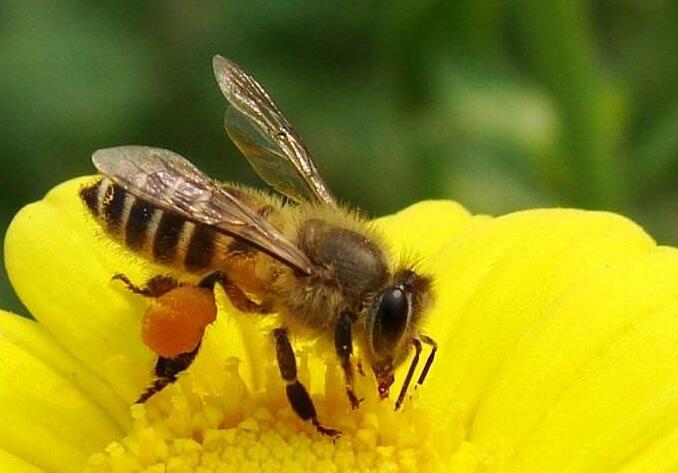 廣東適合中蜂阿壩王嗎(阿壩王可以在南方養么) 廣東適合中蜂阿壩王嗎(阿壩王可以在南方養么)