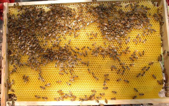 養(yǎng)蜂場多大規(guī)模才能領(lǐng)補償款(2020年養(yǎng)蜂有補貼嗎) 養(yǎng)蜂場多大規(guī)模才能領(lǐng)補償款(2020年養(yǎng)蜂有補貼嗎)