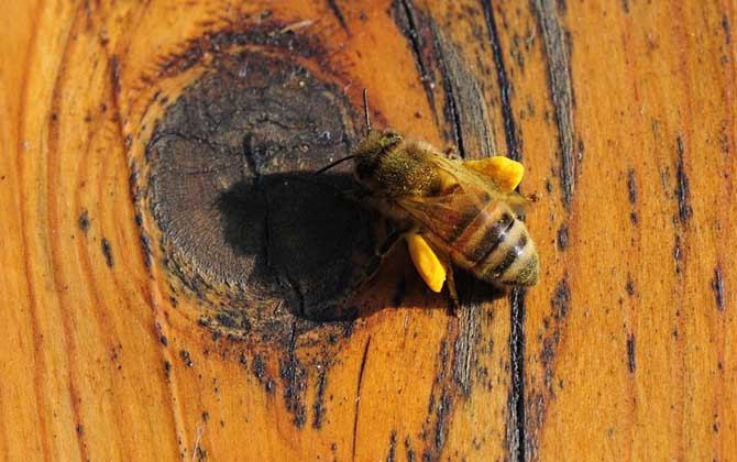 養(yǎng)蜂場多大規(guī)模才能領(lǐng)補償款(2020年養(yǎng)蜂有補貼嗎) 養(yǎng)蜂場多大規(guī)模才能領(lǐng)補償款(2020年養(yǎng)蜂有補貼嗎)