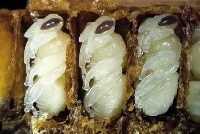 【蜜蜂知識】蜂產品種類及圖片介紹 【蜜蜂知識】蜂產品種類及圖片介紹