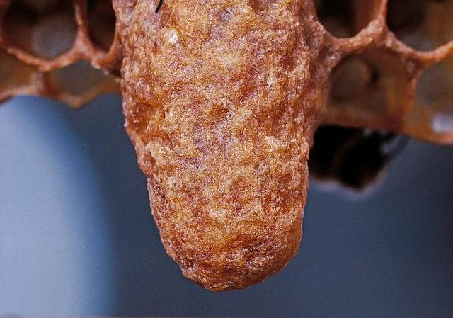 如何培育優質王臺（優質王臺培育技術）