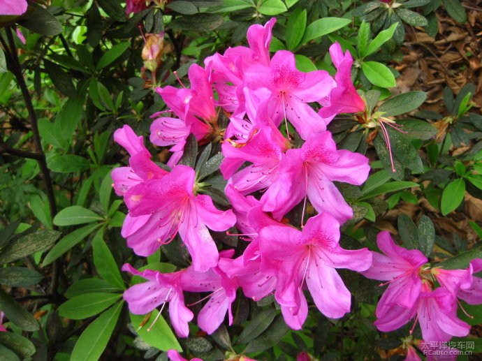 映山紅什么時候開花(映山紅的開花時間) 映山紅什么時候開花(映山紅的開花時間)