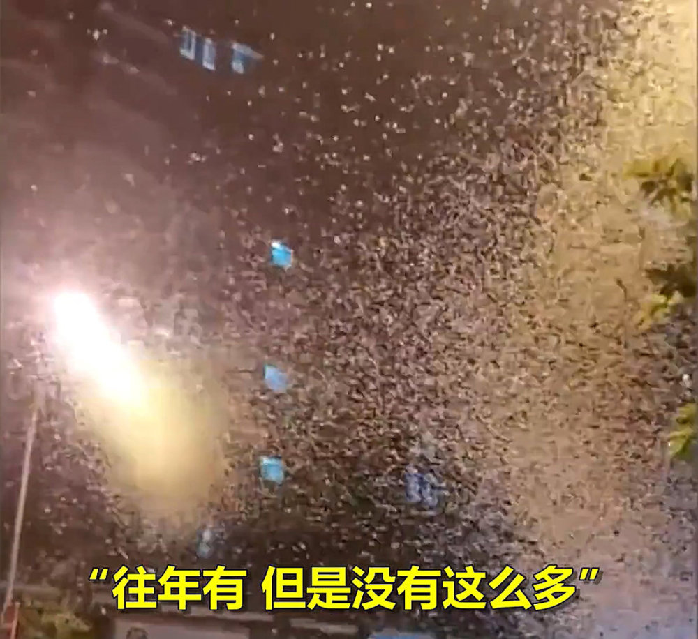 湖南沅江蜉蝣大爆發，內蒙古蚜蟲大爆發，是氣候大變的征兆嗎？