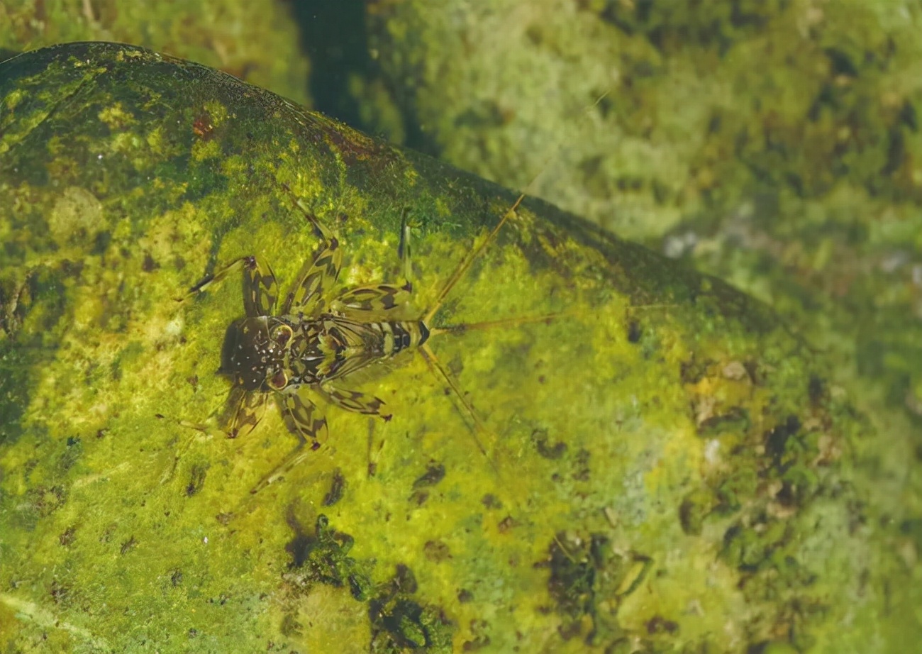 湖南沅江蜉蝣大爆發，內蒙古蚜蟲大爆發，是氣候大變的征兆嗎？