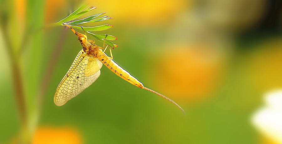 湖南沅江蜉蝣大爆發，內蒙古蚜蟲大爆發，是氣候大變的征兆嗎？