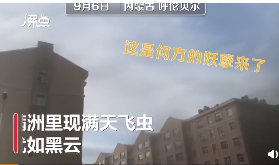 湖南沅江蜉蝣大爆發，內蒙古蚜蟲大爆發，是氣候大變的征兆嗎？