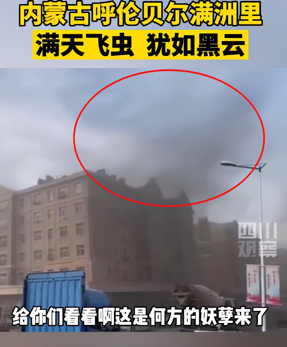 湖南沅江蜉蝣大爆發，內蒙古蚜蟲大爆發，是氣候大變的征兆嗎？