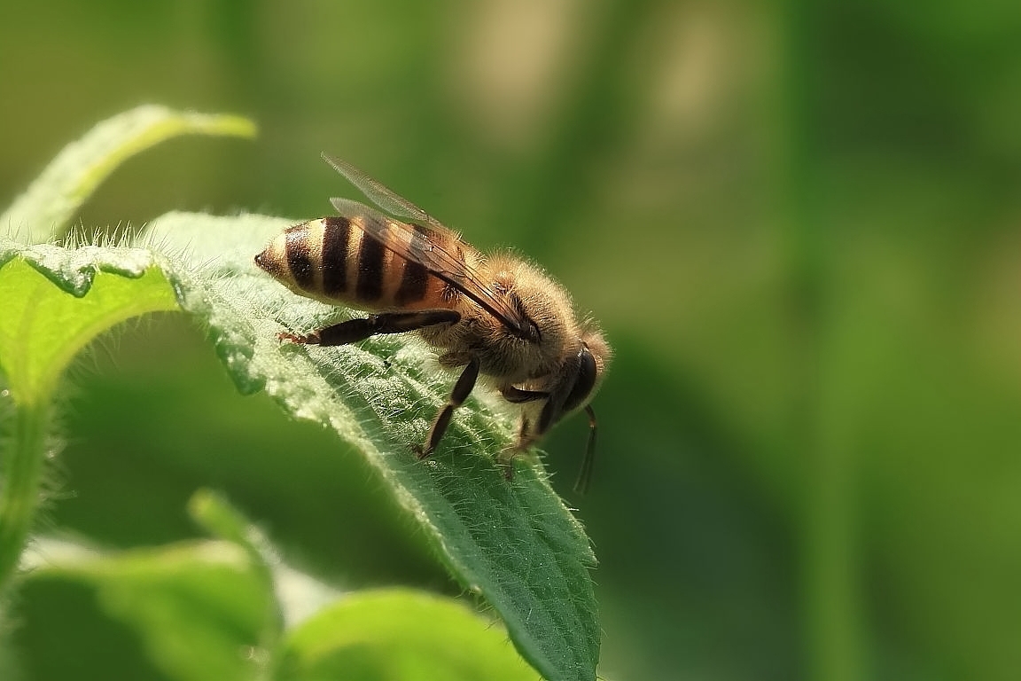 圓蜂桶蜜蜂滿了怎么辦?（蜜蜂過(guò)多的解決辦法）