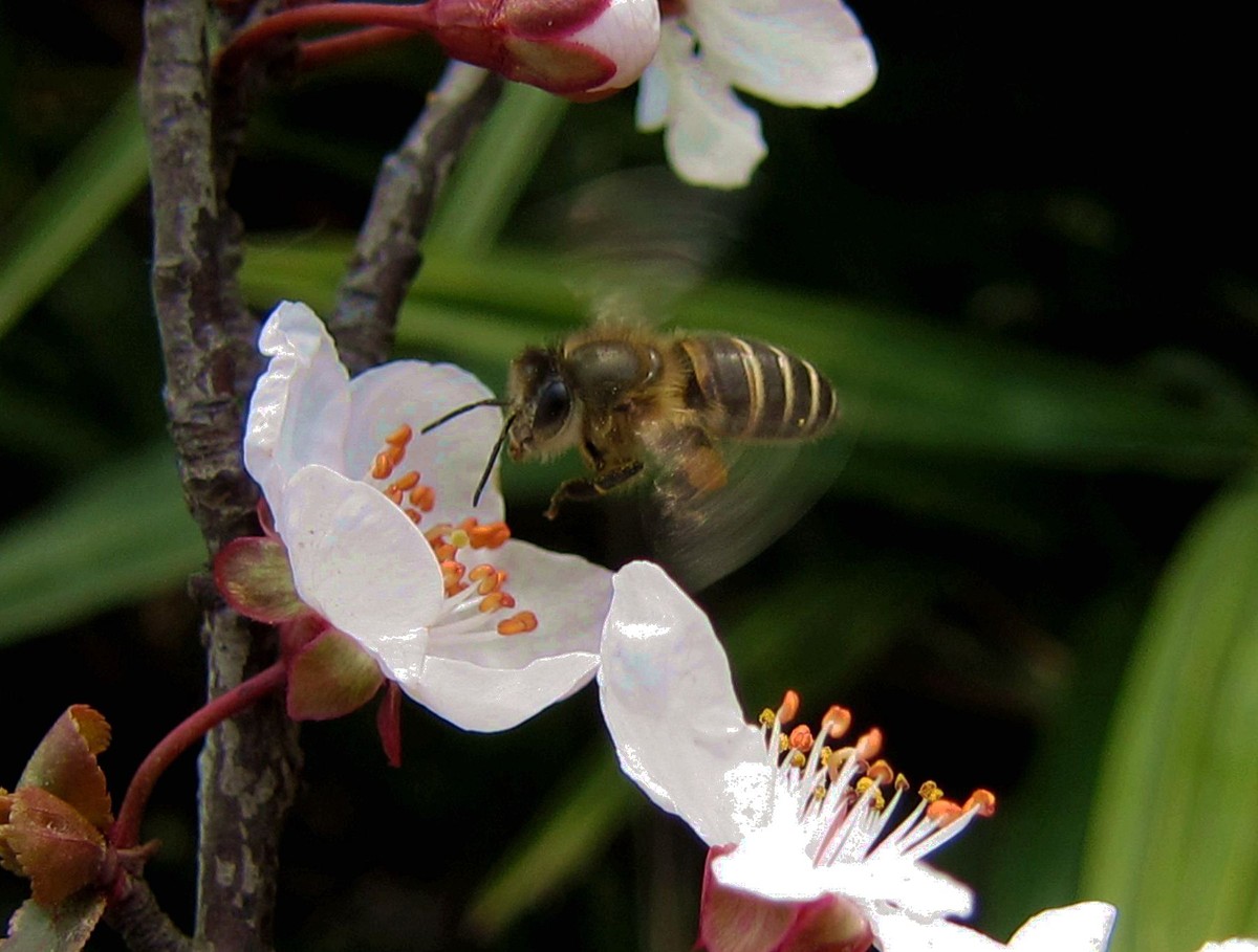 蜜蜂什么時候可以開始養 蜜蜂什么時候可以開始養