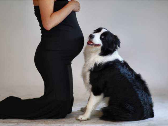 孕期該不該送走寵物(懷孕期間能不能養(yǎng)寵物) 懷孕了,該不該把狗狗送走?