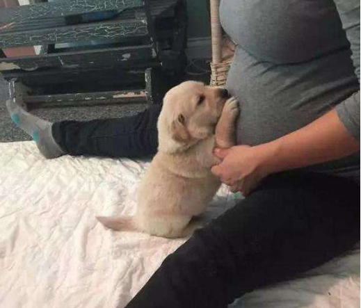 孕期該不該送走寵物(懷孕期間能不能養(yǎng)寵物) 懷孕了,該不該把狗狗送走?