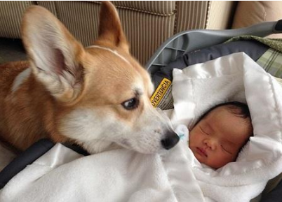 孕期該不該送走寵物(懷孕期間能不能養(yǎng)寵物) 懷孕了,該不該把狗狗送走?