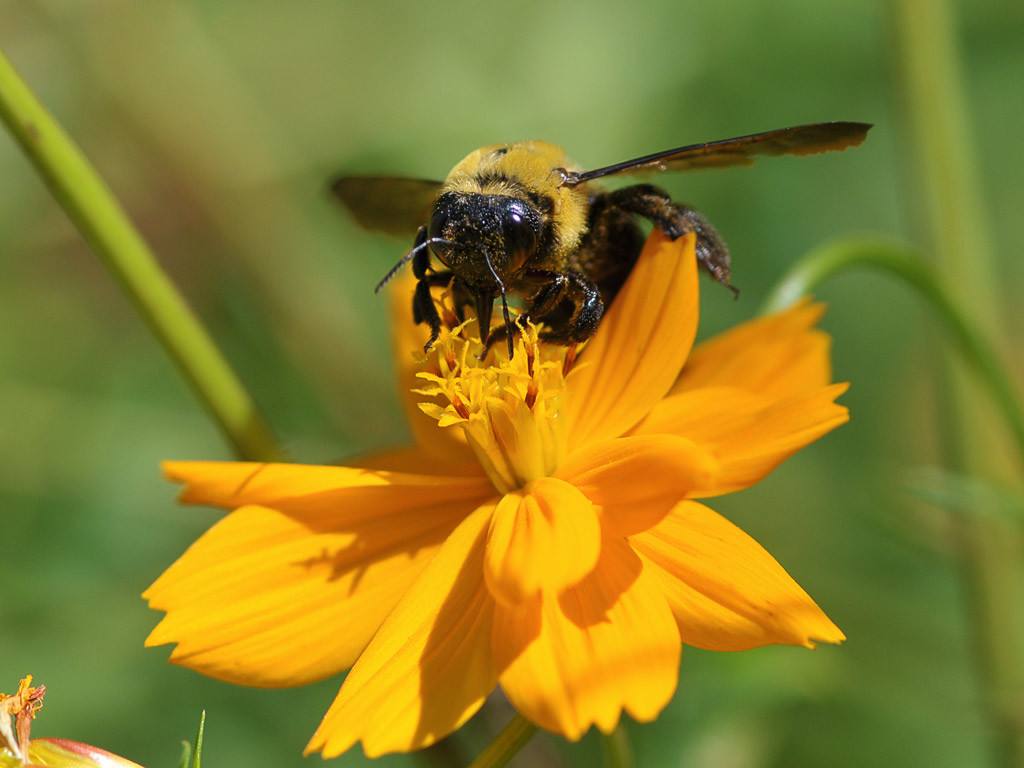 樹洞里的蜜蜂如何捕捉? 樹洞里的蜜蜂如何捕捉?