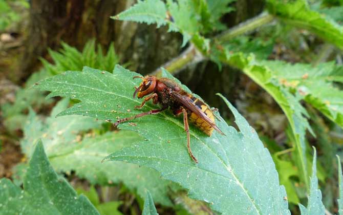蜂的種類圖譜及名稱大全(蜂有多少種類) 蜂的種類圖譜及名稱大全(蜂有多少種類)