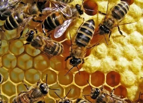 越冬期工蜂產卵怎么辦