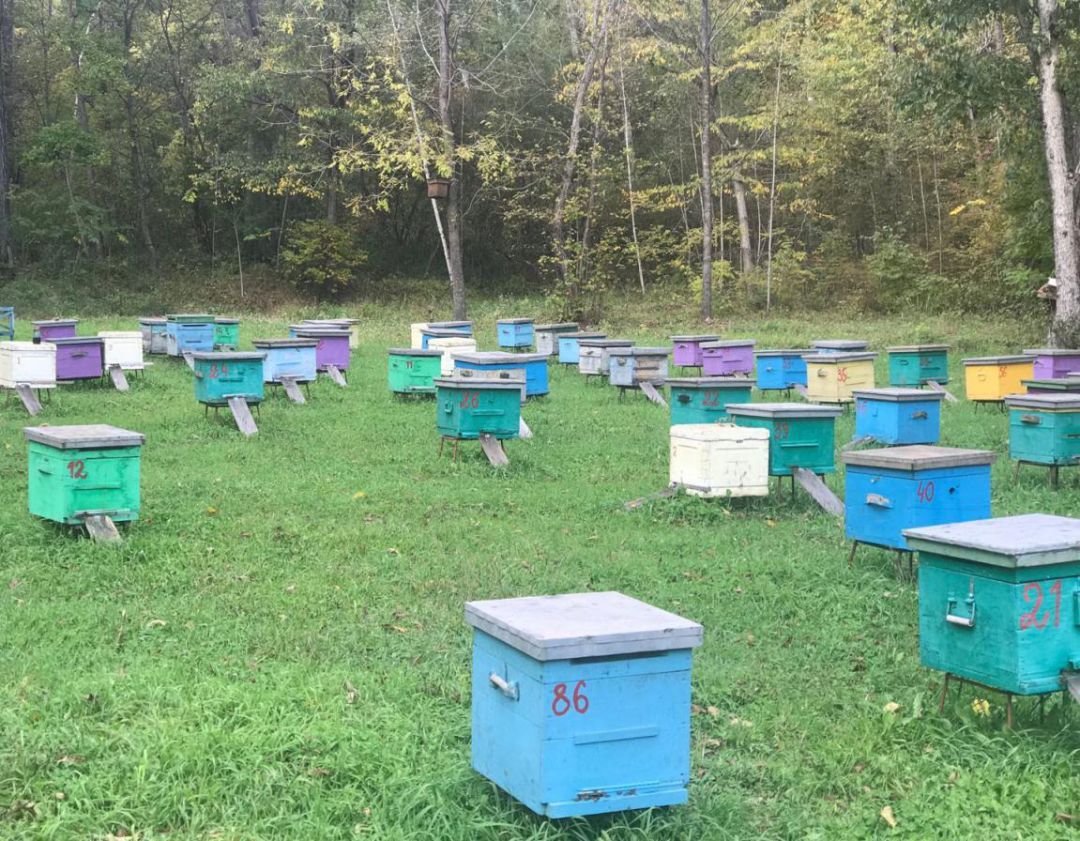 購買蜂群帶脾好還是不帶脾好(有脾和無脾飼養(yǎng)方式的區(qū)別) 購買蜂群帶脾好還是不帶脾好(有脾和無脾飼養(yǎng)方式的區(qū)別)