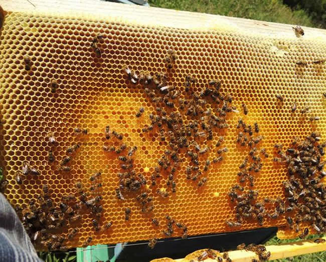 養蜂場怎么飼喂蜜蜂？
