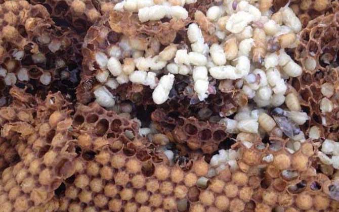 雄蜂蛹是怎么生產的(雄蜂蛹的作用和功效) 雄蜂蛹是怎么生產的(雄蜂蛹的作用和功效)