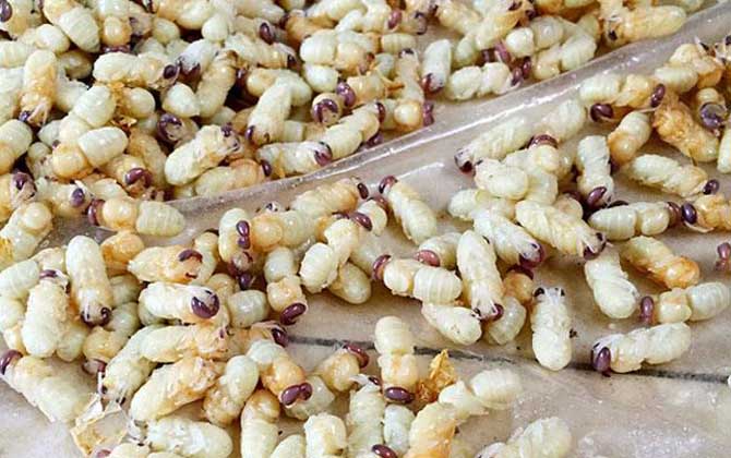 雄蜂蛹是怎么生產的(雄蜂蛹的作用和功效) 雄蜂蛹是怎么生產的(雄蜂蛹的作用和功效)