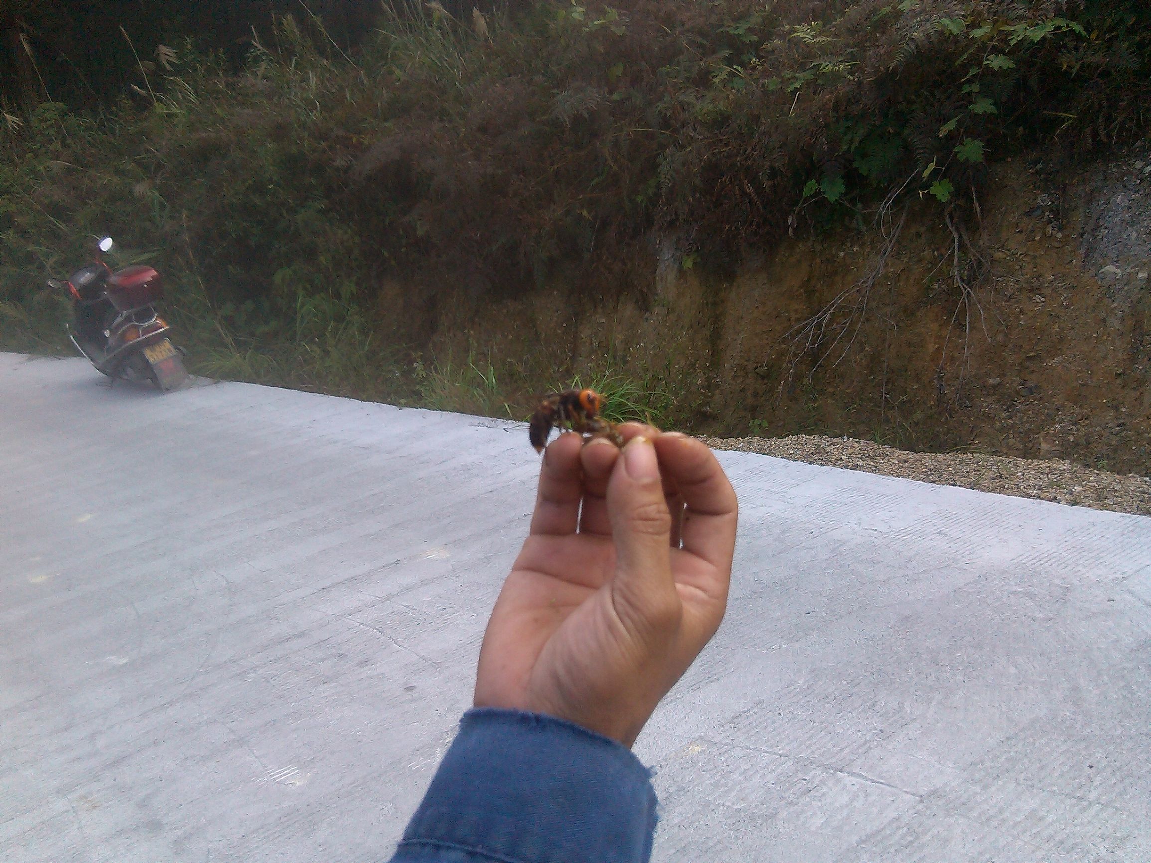 胡蜂怎么區別蜂王和雄蜂(胡蜂工蜂和蜂王怎么分) 胡蜂怎么區別蜂王和雄蜂(胡蜂工蜂和蜂王怎么分)