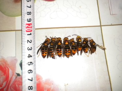 胡蜂怎么區別蜂王和雄蜂(胡蜂工蜂和蜂王怎么分) 胡蜂怎么區別蜂王和雄蜂(胡蜂工蜂和蜂王怎么分)