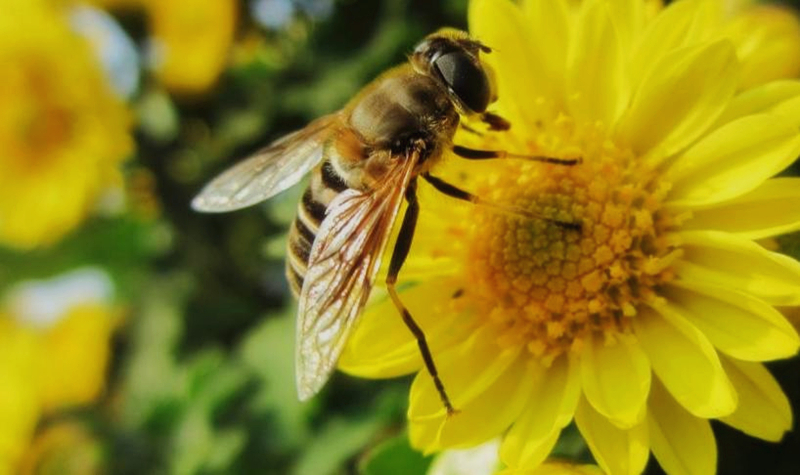 豬血跟蜂蛹可以一起吃嗎(蜂蛹不能和什么東西一起吃) 豬血跟蜂蛹可以一起吃嗎(蜂蛹不能和什么東西一起吃)