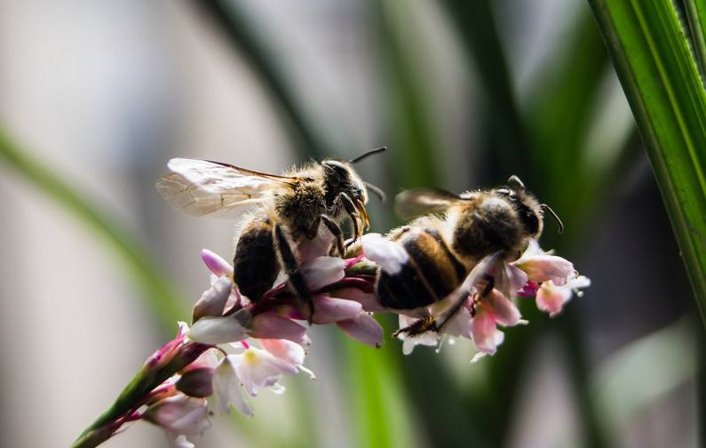 蜜蜂人工怎樣分蜂？
