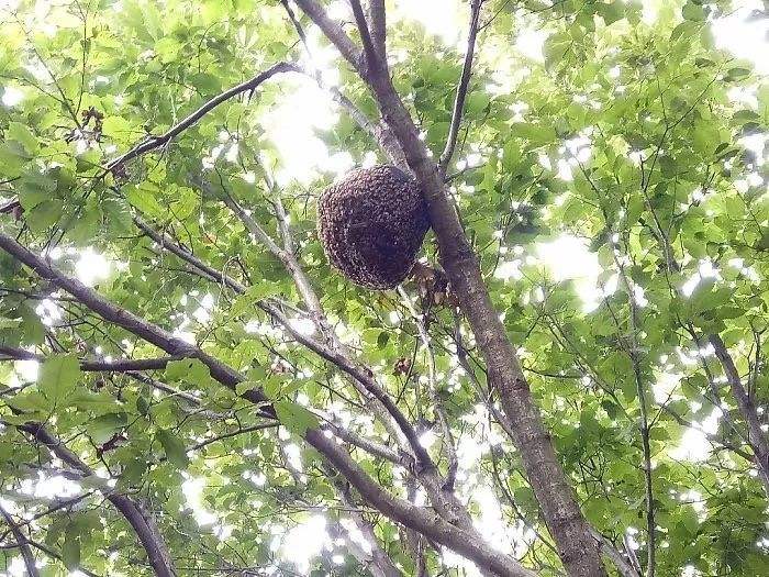 蜜蜂人工怎樣分蜂？