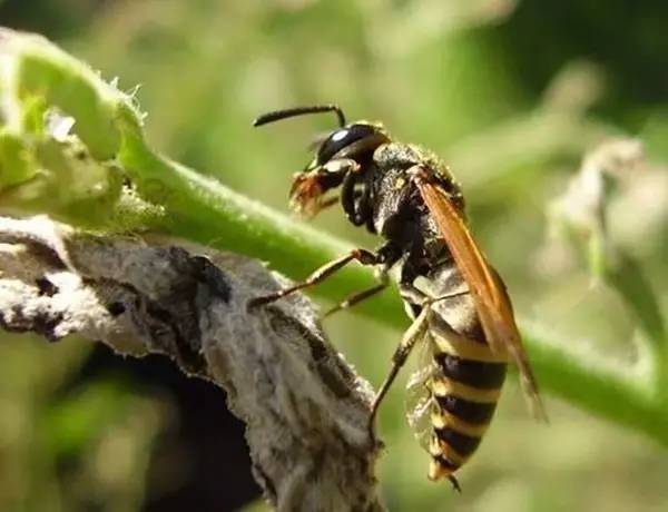 七里游胡蜂最多的地方在哪里? 七里游胡蜂最多的地方在哪里?