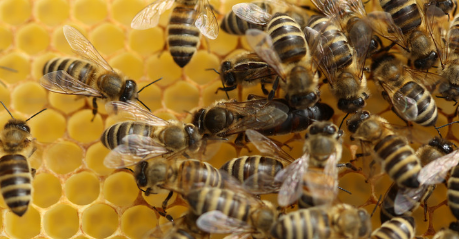 處女王一般下午幾點交尾(處女王一般什么時候婚飛) 處女王一般下午幾點交尾(處女王一般什么時候婚飛)