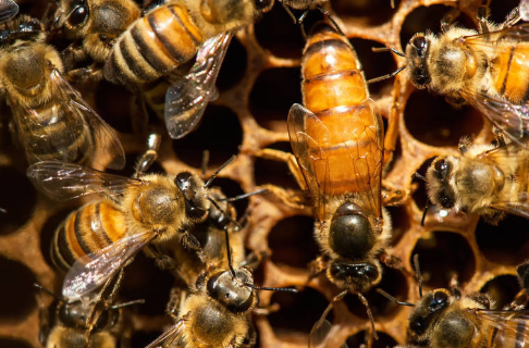 處女王一般下午幾點交尾(處女王一般什么時候婚飛) 處女王一般下午幾點交尾(處女王一般什么時候婚飛)