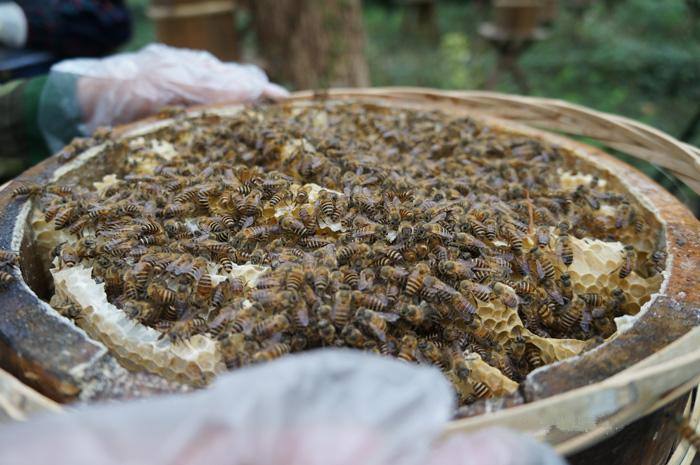 新蜂箱過箱怎么處理？