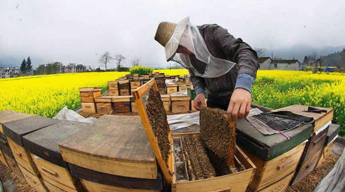 新蜂箱過箱怎么處理？