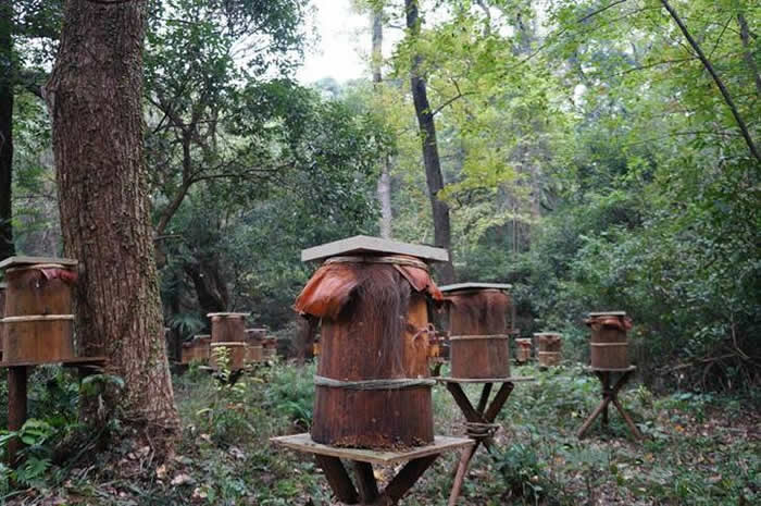 新蜂箱過箱怎么處理？