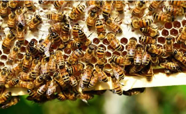 新蜂箱過箱怎么處理？