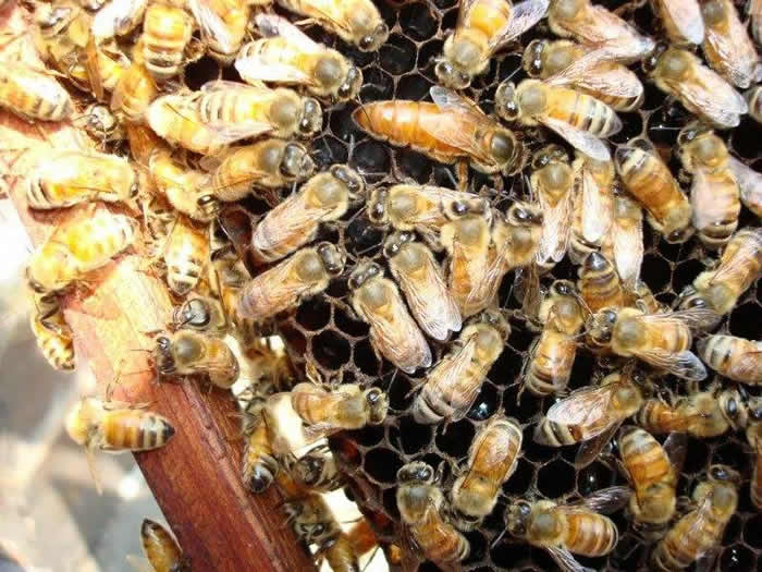 新蜂箱過箱怎么處理？