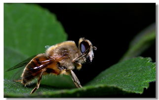 蜜蜂蜂王是普通蜜蜂的幾倍大(蜂王是幾倍體的生物) 蜜蜂蜂王是普通蜜蜂的幾倍大(蜂王是幾倍體的生物)