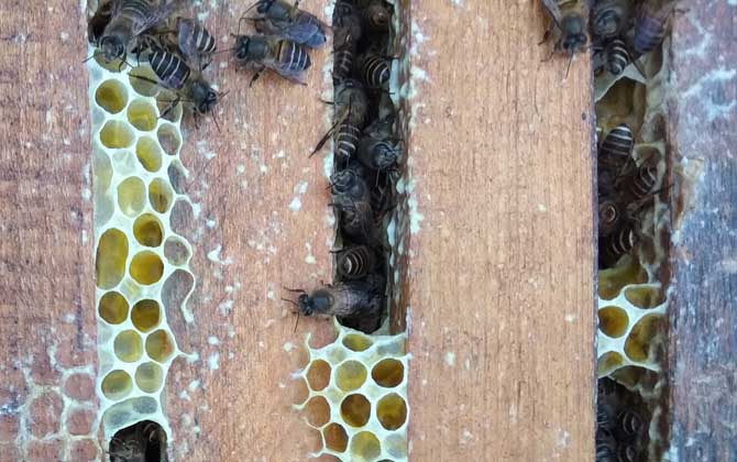 蜜蜂沒蜂王他會自己造王嗎 蜜蜂沒蜂王他會自己造王嗎