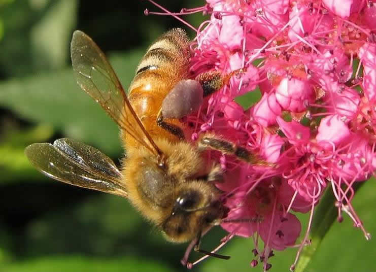 巢蟲在哪個季節最多? 巢蟲在哪個季節最多?