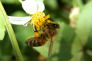 南方夏季主要蜜源植物(南方蜜源植物常見種類和開花時間) 南方夏季主要蜜源植物(南方蜜源植物常見種類和開花時間)