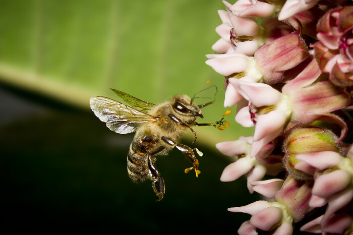 南方夏季主要蜜源植物(南方蜜源植物常見種類和開花時間) 南方夏季主要蜜源植物(南方蜜源植物常見種類和開花時間)