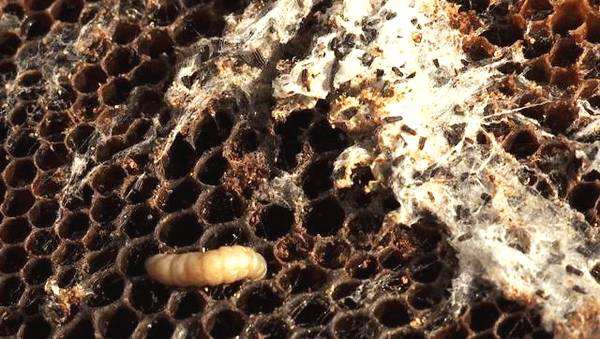 中蜂巢蟲防治方法 中蜂巢蟲防治方法