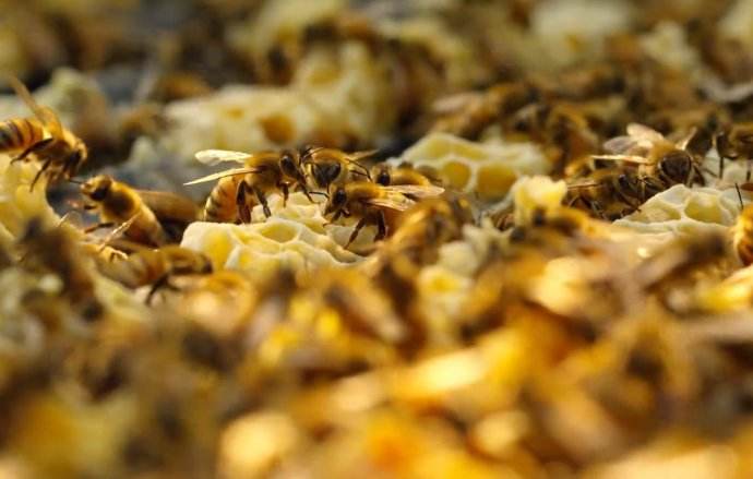 中蜂巢蟲防治方法 中蜂巢蟲防治方法