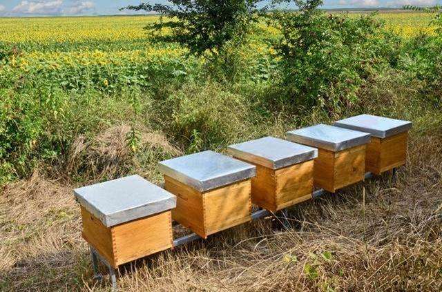 中蜂巢蟲防治方法 中蜂巢蟲防治方法