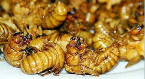 一年什么時候有蜂蛹(蜂蛹在什么季節才有) 一年什么時候有蜂蛹(蜂蛹在什么季節才有)