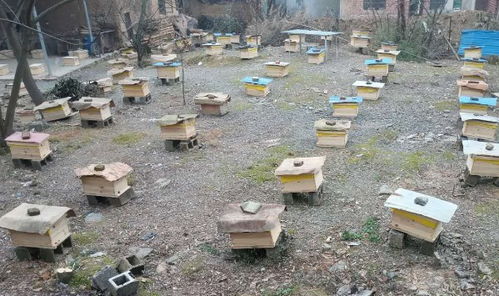 國(guó)家對(duì)養(yǎng)蜂場(chǎng)所建板房有新政策嗎（國(guó)家對(duì)養(yǎng)蜂地點(diǎn)的政策）