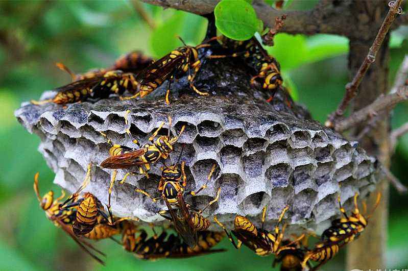 養100窩馬蜂一年利潤多少?賺多少錢? 養100窩馬蜂一年利潤多少?賺多少錢?