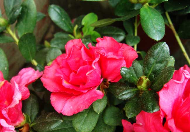 杜鵑花什么時候開花(杜鵑花一年開幾次花) 杜鵑花什么時候開花(杜鵑花一年開幾次花)